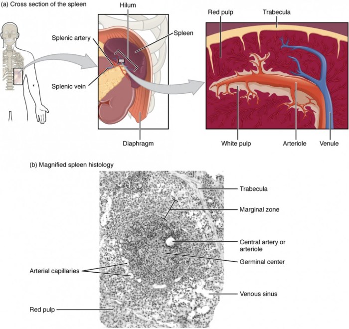 Fungsi Limpa (Spleen) Dalam Sistem Kekebalan Tubuh