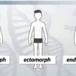 Apa Itu Mesomorph Dan Bagaimana Ciri-Cirinya Secara Detail?