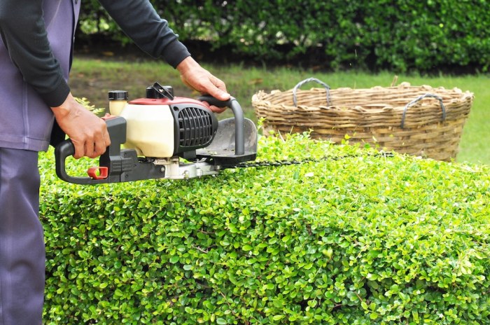 Hedge trimming hedges hedgerows tree job caring managing