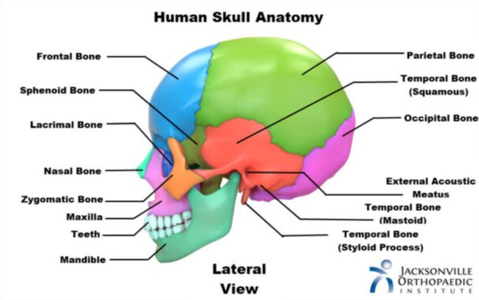 Bone maxilla skull bones human skeletal system mandible structures anatomy maxillary skeleton parts jaw function maxillae figure vs healthjade