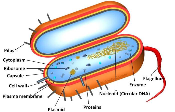 Prokaryotic characteristics