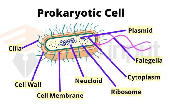 Prokaryotic cell bacterial genetic nucleoid structures cytoplasm membrane characteristics nucleus