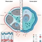 Fungsi Limpa (Spleen) Dalam Sistem Kekebalan Tubuh