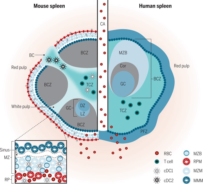 Fungsi Limpa (Spleen) Dalam Sistem Kekebalan Tubuh