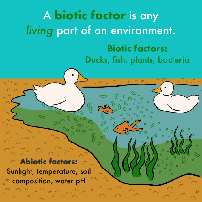 Ecosystem components biotic abiotic producers