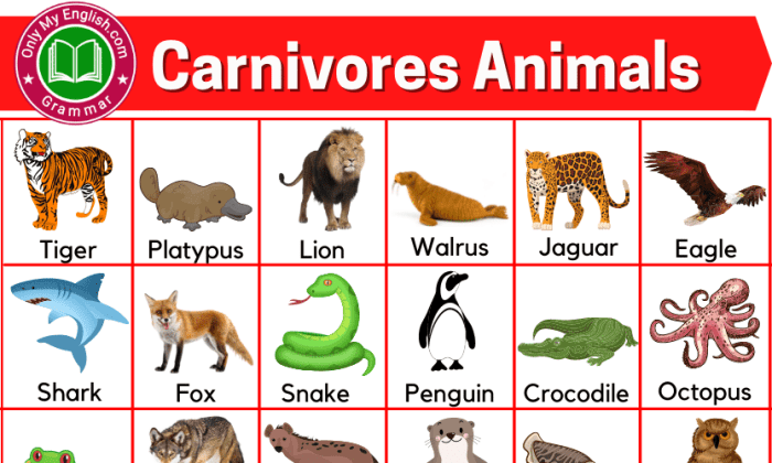 Carnivore herbivore omnivore carnivorous carnivores herbivores omnivores anchor worksheets