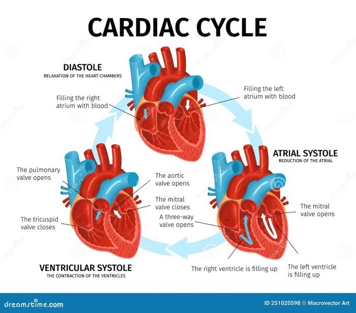 Cardiac atrial phase systole diastole ventricular