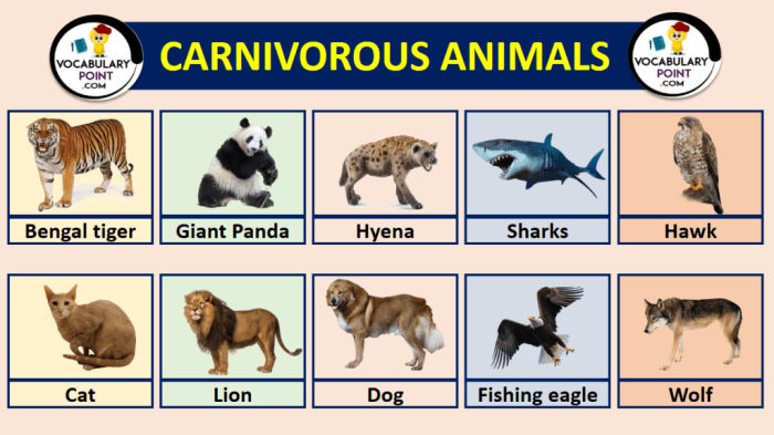 Carnivores order poster carnivore carnivora mammals mammal exploringnature posters resolution high