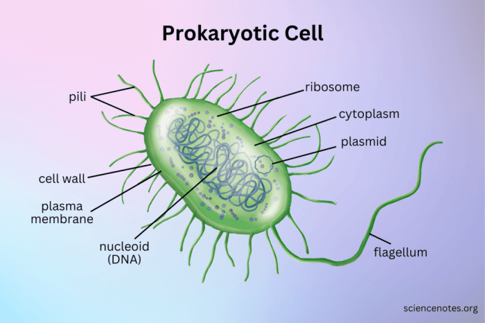 Prokaryotic cell membrane ribosomes dna nucleoid fimbriae characteristics flagella microbiology cytoplasm flagellum capsules pili plasmid