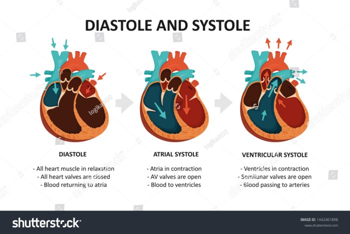 Diastole systole cycle cardiac heart anatomy human diagram stock infographic pumping preview filling device